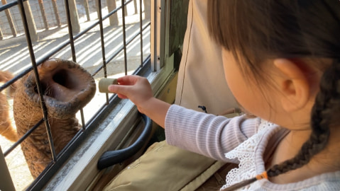 子どもが草食動物に餌を渡そうとしている