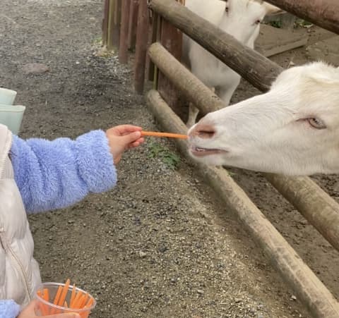 女の子が動物にえさをあげている