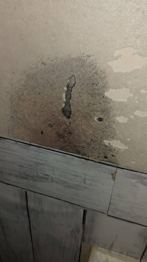 壁に黒いカビが多数発生している