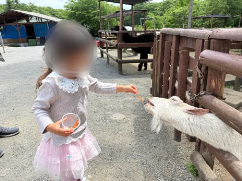 女の子がヤギにエサを与えている