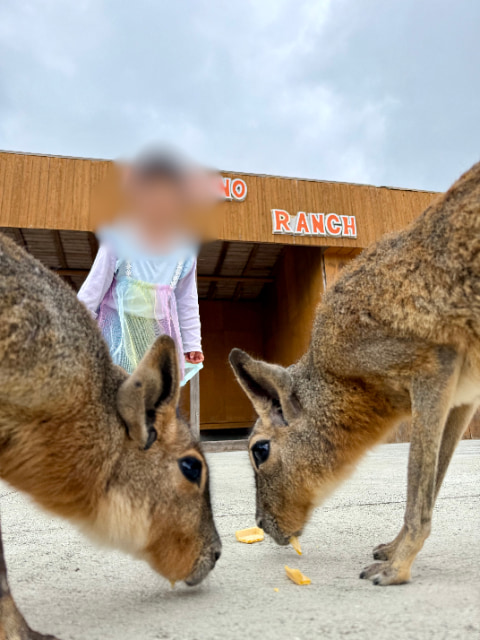 マーラという動物がエサを食べている