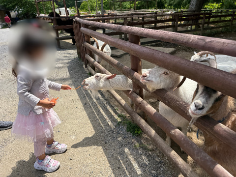 女の子がヤギにエサを与えている