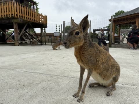 マーラという動物が座っている