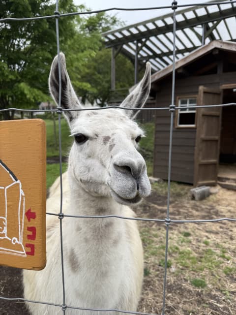 白い動物が柵の向こうからこちらを見ている