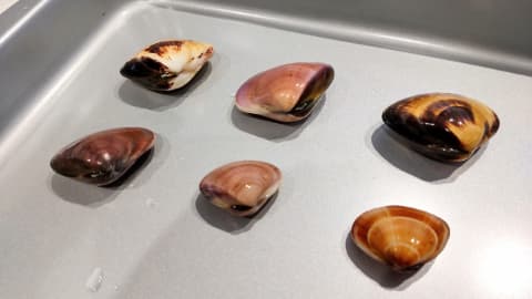 金属製のトレーの上に貝が6個並べられている