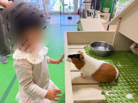 女の子とモルモットが見つめあっている
