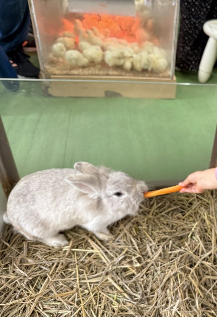ウサギにニンジンを与えている