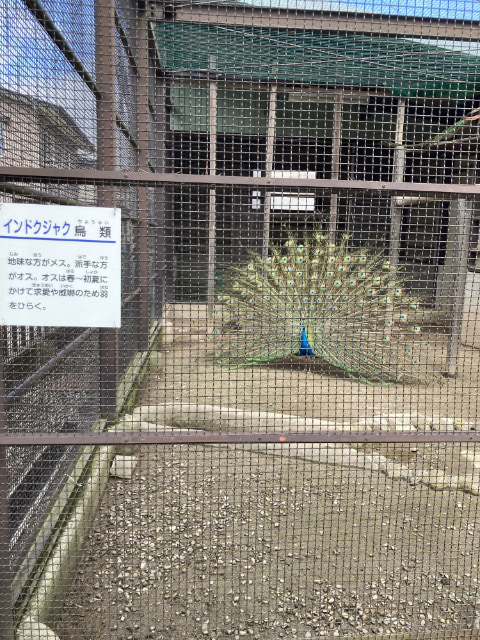 クジャクが展示されている