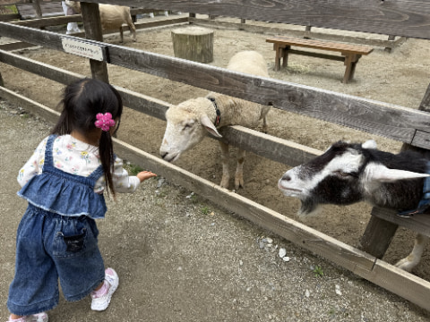 子どもが羊にえさをあげている