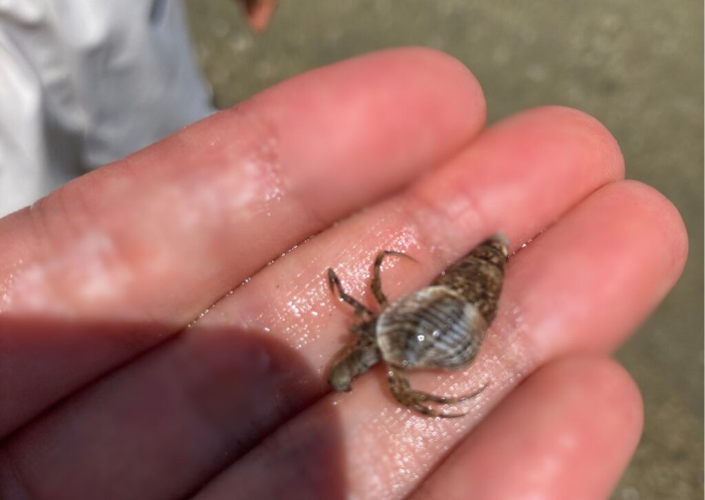 手のひらの上に小さなヤドカリが乗っている