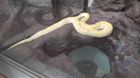 ニシキヘビが展示されている