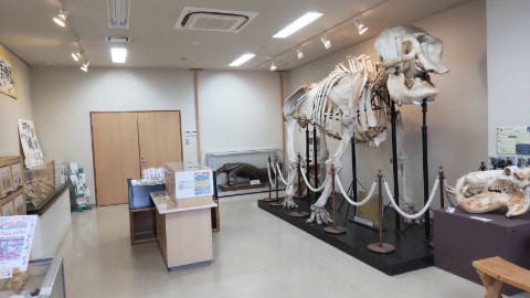 動物の骨格やはくせいが展示されている