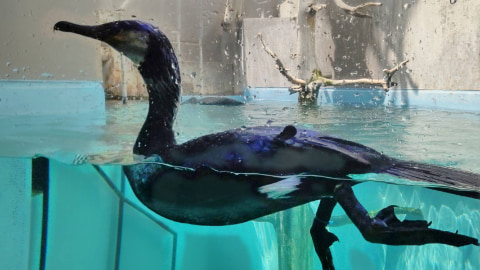 ウミウという鳥の仲間が泳いでいる