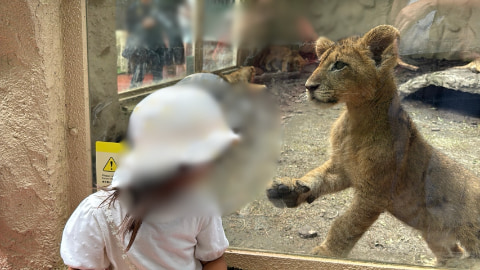 ガラス越しに子ライオンが子どもを見ている