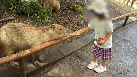 幼児がカピバラにエサをあげている