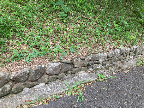 道の端にヘビが居座っている