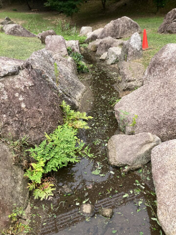 小川の水面に草や葉が浮かんでいる