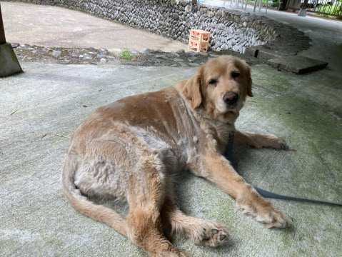 犬がくつろいでいる