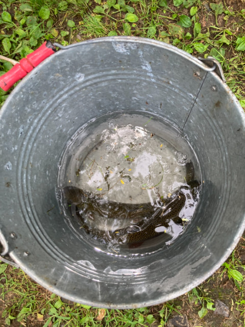 バケツの中で2匹の魚が泳いでいる