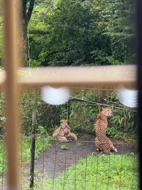 オトナのチータと赤ちゃんのチーターが座っている